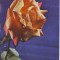 S565 DIVERSE RPR Trandafir NECIRCULAT