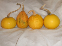 Vand tartacute - (Coccinia indica) - Dovleac decorativ foto