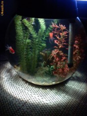 acvariu rotund foto