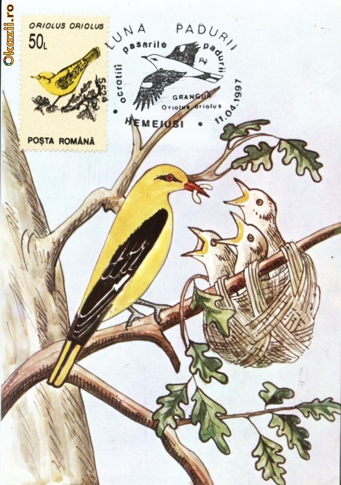 Maxima grangur, pasari