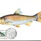 Maxima scobarul (Chondrostoma nasus)