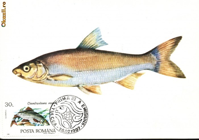 Maxima scobarul (Chondrostoma nasus) Maxima scobarul (Chondrostoma nasus)