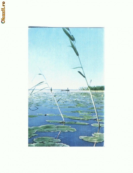 CP167-05 Peisaj de Delta (fara titlu) -circulata 1962