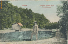 1910 Ilustrata din Fagaras jud Brasov - lacul din parc + trucaj foto