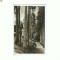 CP172-92 Bazna -Alea cu brazi -RPR -necirculata -sepia