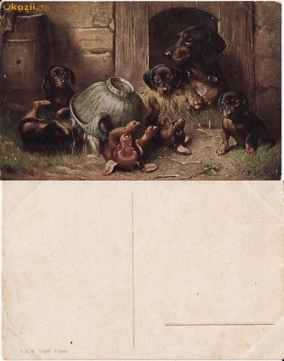 Caini de rasa-ilustrata 11-ilustratori foto