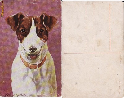 Caini de rasa-ilustrata 14-ilustratori foto