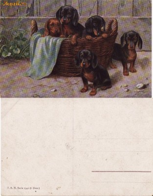 Caini de rasa-ilustrata 17-ilustratori foto