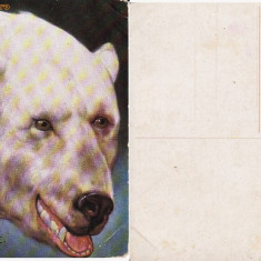 Ilustrata animale 3-ilustratori-urs polar