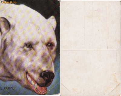 Ilustrata animale 3-ilustratori-urs polar foto