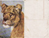 Ilustrata animale 4-ilustratori, Necirculata, Printata