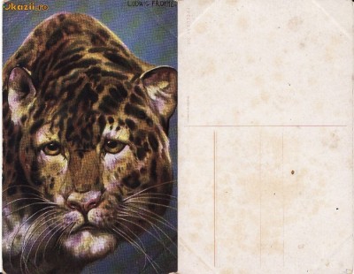 Ilustrata animale 7-ilustratori foto
