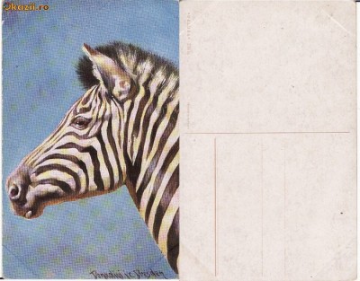Ilustrata-animale 8-ilustratori foto