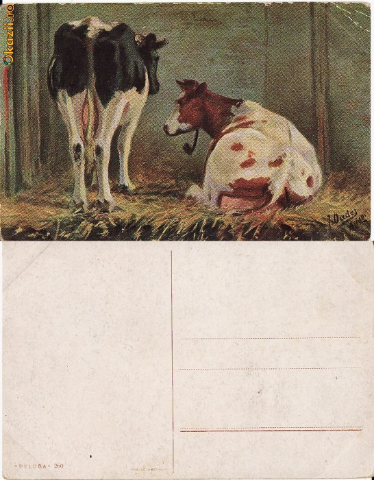 Ilustrata animale 9-vaci-ilustratori
