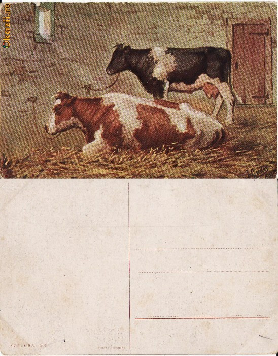 Ilustrata animale 10-vaci-ilustratori