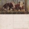 Ilustrata animale 13-vaci-ilustratori