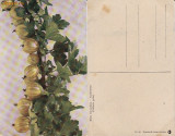 Fructe-ilustrata 3-agrise, Necirculata, Printata