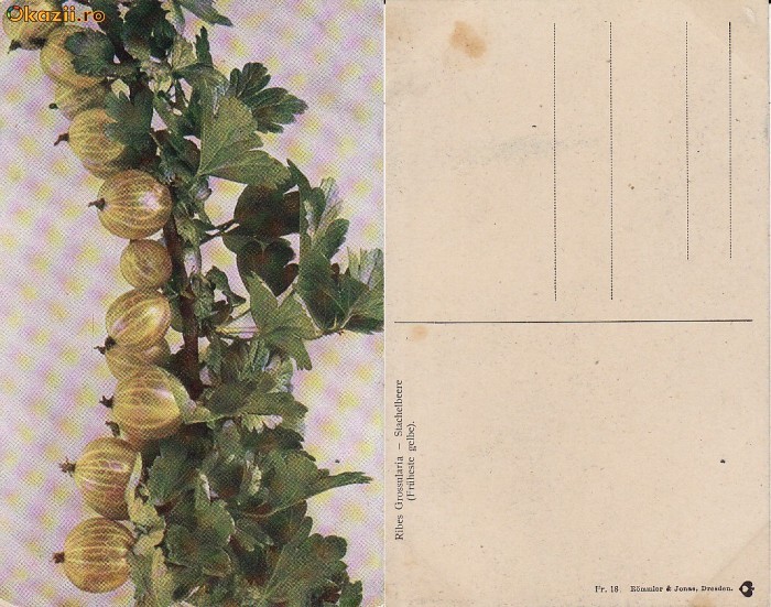 Fructe-ilustrata 3-agrise Fructe-ilustrata 3-agrise