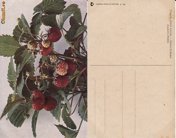 Fructe-carte postala 4-capsuni Fructe-carte postala 4-capsuni