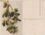 Fructe-carte postala 5-lamai, Necirculata, Printata