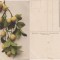 Fructe-carte postala 5-lamai