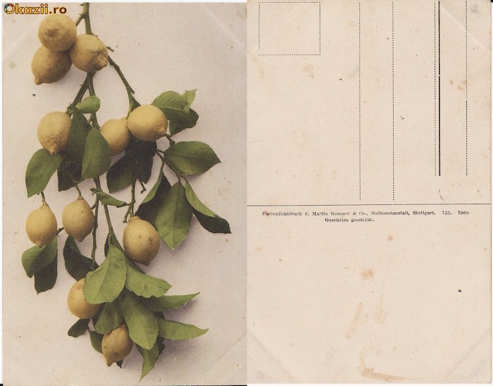 Fructe-carte postala 5-lamai Fructe-carte postala 5-lamai