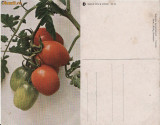 Fructe-carte postala 6-rosii-legumicultura