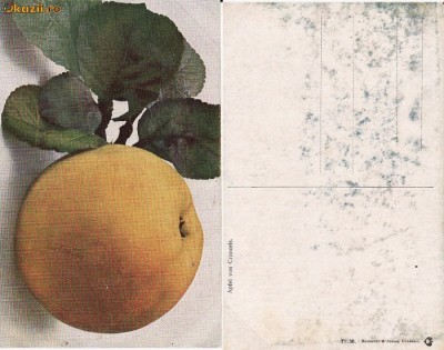 Fructe-carte postala 7-mere foto