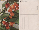 Fructe-carte postala 10-cirese-pomicultura, Necirculata, Printata