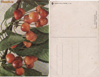 Fructe-carte postala 10-cirese-pomicultura foto