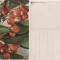 Fructe-carte postala 10-cirese-pomicultura