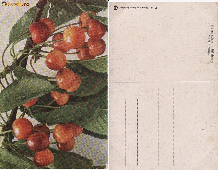 Fructe-carte postala 10-cirese-pomicultura