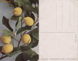 Fructe-ilustrata 12-lamai-pomicultura