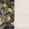 Fructe-ilustrata 12-lamai-pomicultura