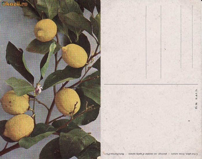 Fructe-ilustrata 12-lamai-pomicultura Fructe-ilustrata 12-lamai-pomicultura