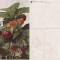 Fructe-ilustrata 13-capsuni