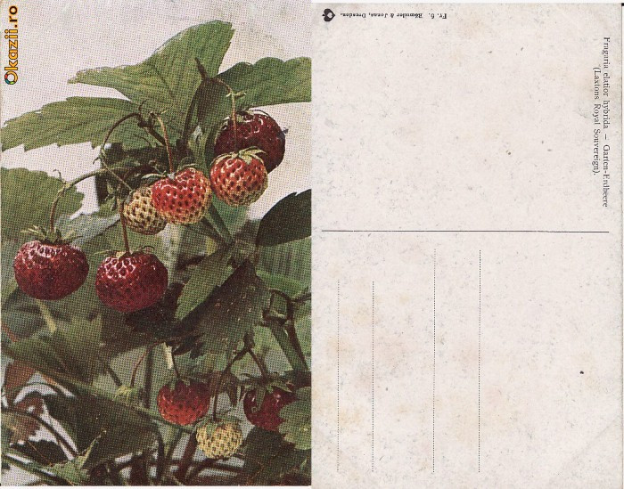 Fructe-ilustrata 13-capsuni