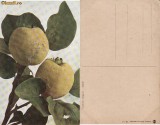Fructe-ilustrata 15-gutui-pomicultura
