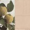 Fructe-ilustrata 15-gutui-pomicultura