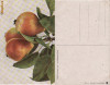 Fructe-ilustrata 16-pere, Necirculata, Printata