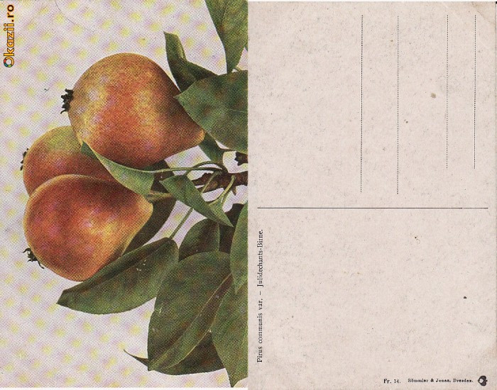 Fructe-ilustrata 16-pere