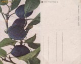 Fructe-vedere 19-prune, Necirculata, Printata