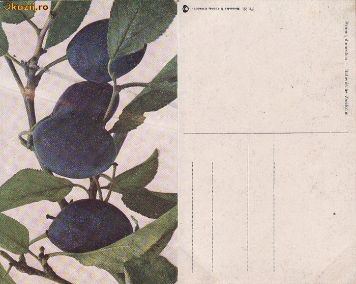 Fructe-vedere 19-prune Fructe-vedere 19-prune