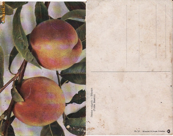 Fructe-vedere 20-piersici Fructe-vedere 20-piersici