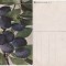 Fructe- vedere 21-prune