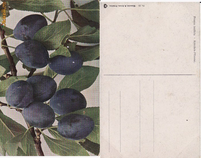 Fructe- vedere 21-prune Fructe- vedere 21-prune