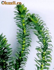 Plante acvariu Elodea Canadensis foto