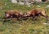 Ilustrata animale 4