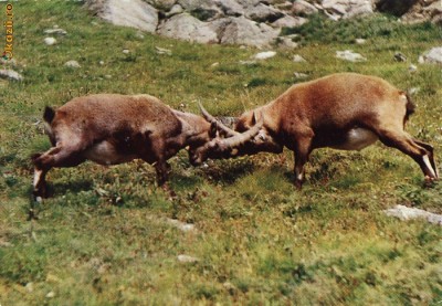 Ilustrata animale 4 foto