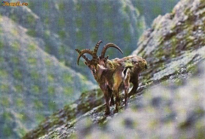 Ilustrata animale 5 foto